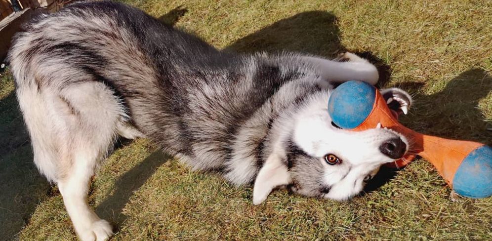 I really don't know how to describe this...
Husky in awkward position playing with a toy half upside down.