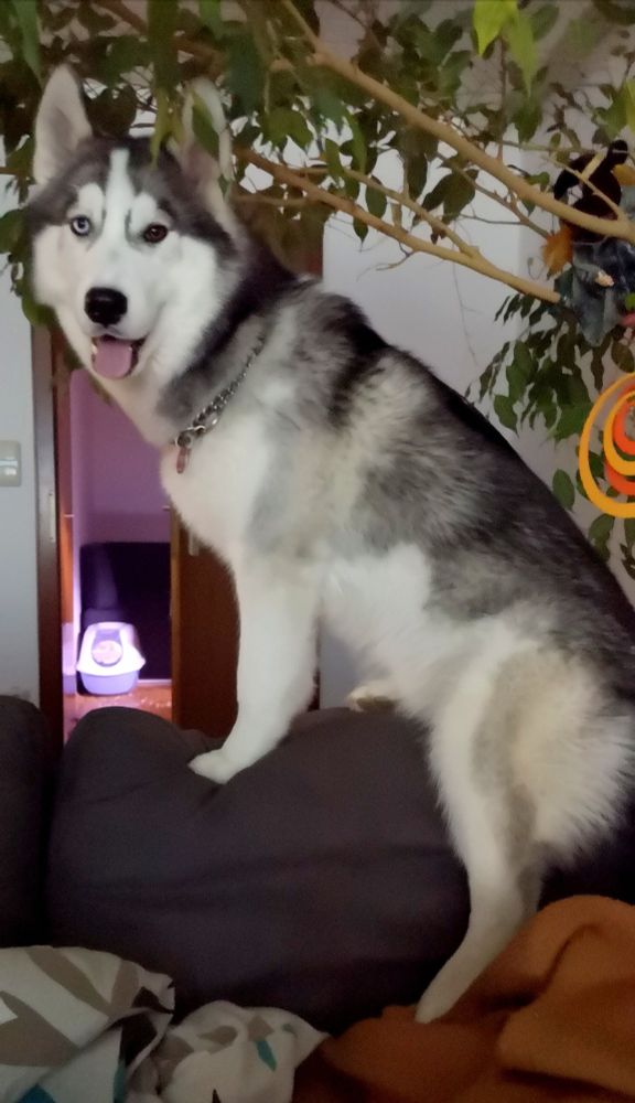 Husky sitting on a sofa backrest