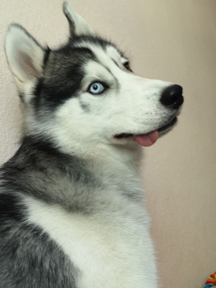 Husky schielt in die Kamera mit rausgestreckter Zunge.