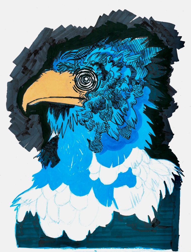 A hawk with a blank expression 