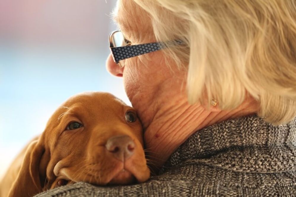 [Veille] Le visage du parler-bébé, c'est pas fait pour les chiens - Cerveaux et Robots