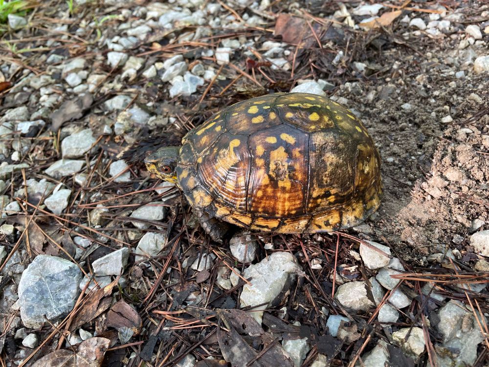 A box turtle. 