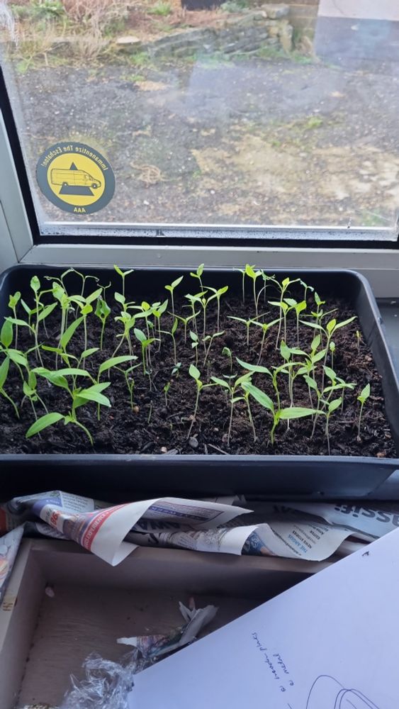 A seed tray full of small chili plant saplings.