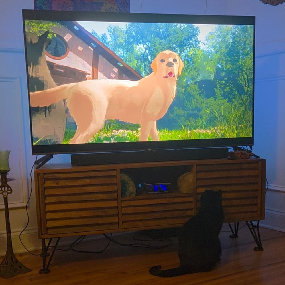 Onyx, a black cat, watching the movie, "Flow."