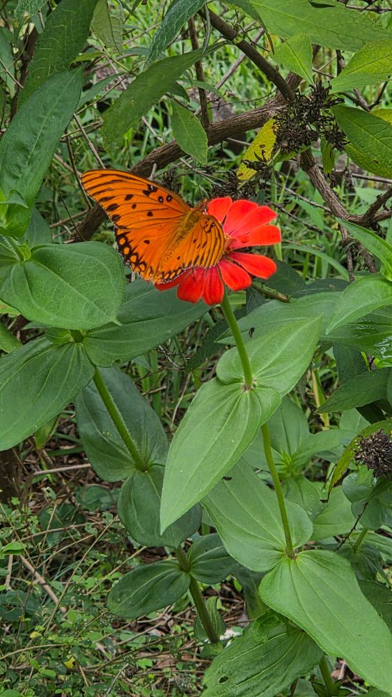 An orange butterfly atop an orange wildflower in Pamela's backyard. 