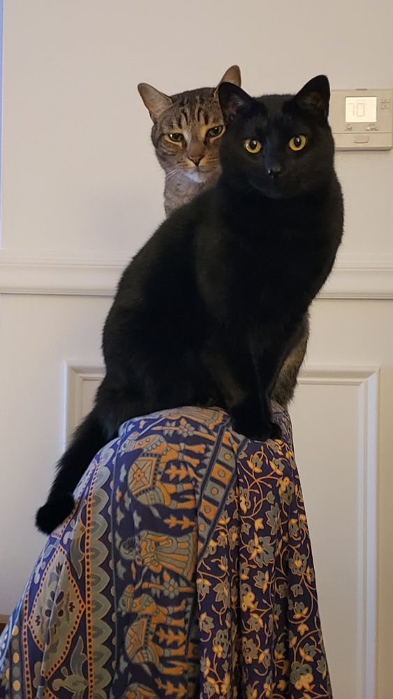 Two irresistible cats, one solid black and one tan with blackish stripes sitting closely together on the back of "Momma's chair. 😻