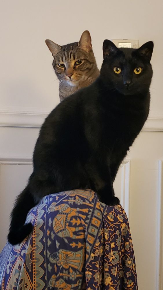 One velvety, solid black cat and a grayish tan striped tabby sitting on the back of a covered upholstered chair looking directly into the camera. 