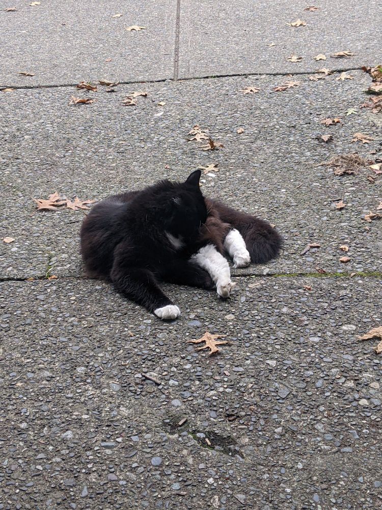 A black and white long hair kitty lying on concrete grooming itself amongst autumn leaves
