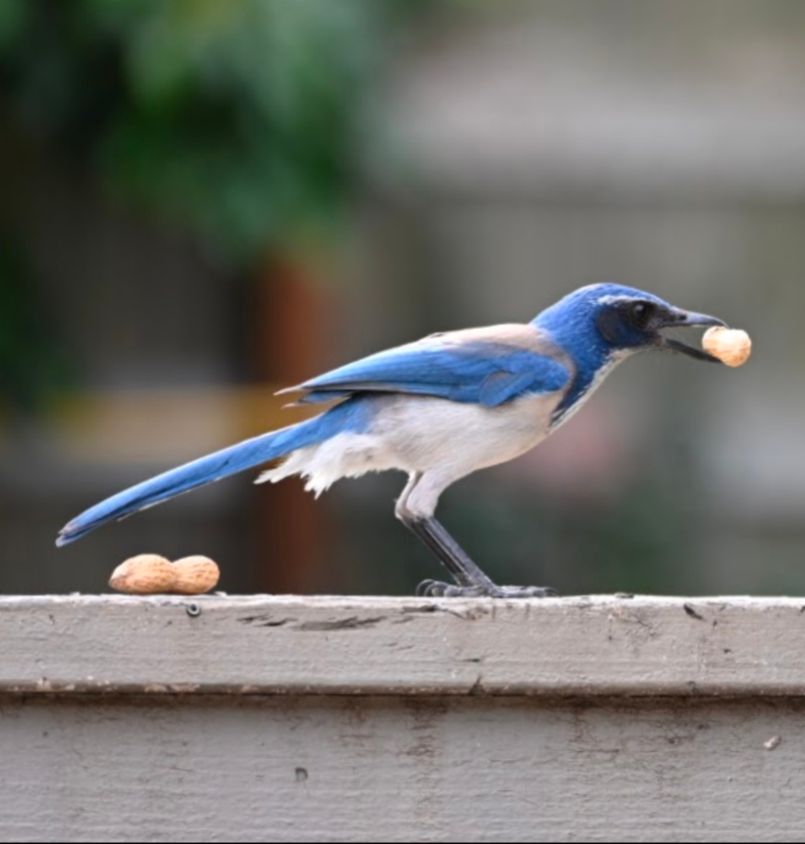 Profile shot of California scrub jay, peanut in its beak, perched on a fence board. Carmel Valley, CA