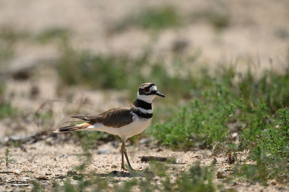 Killdeer wary of photographer near its nest, Moreno Valley, CA