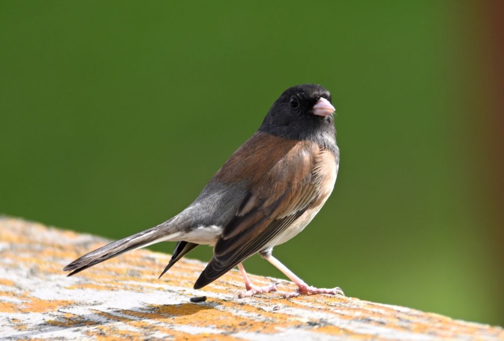 Junco, perched on a fence rail.