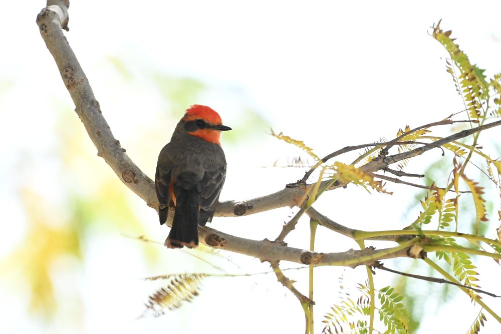 Vermillion flycatcher on a branch, Moreno Valley, CA