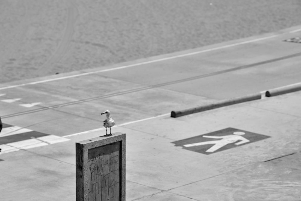 Bird perched on a sign, sidewalk diagonal through image.