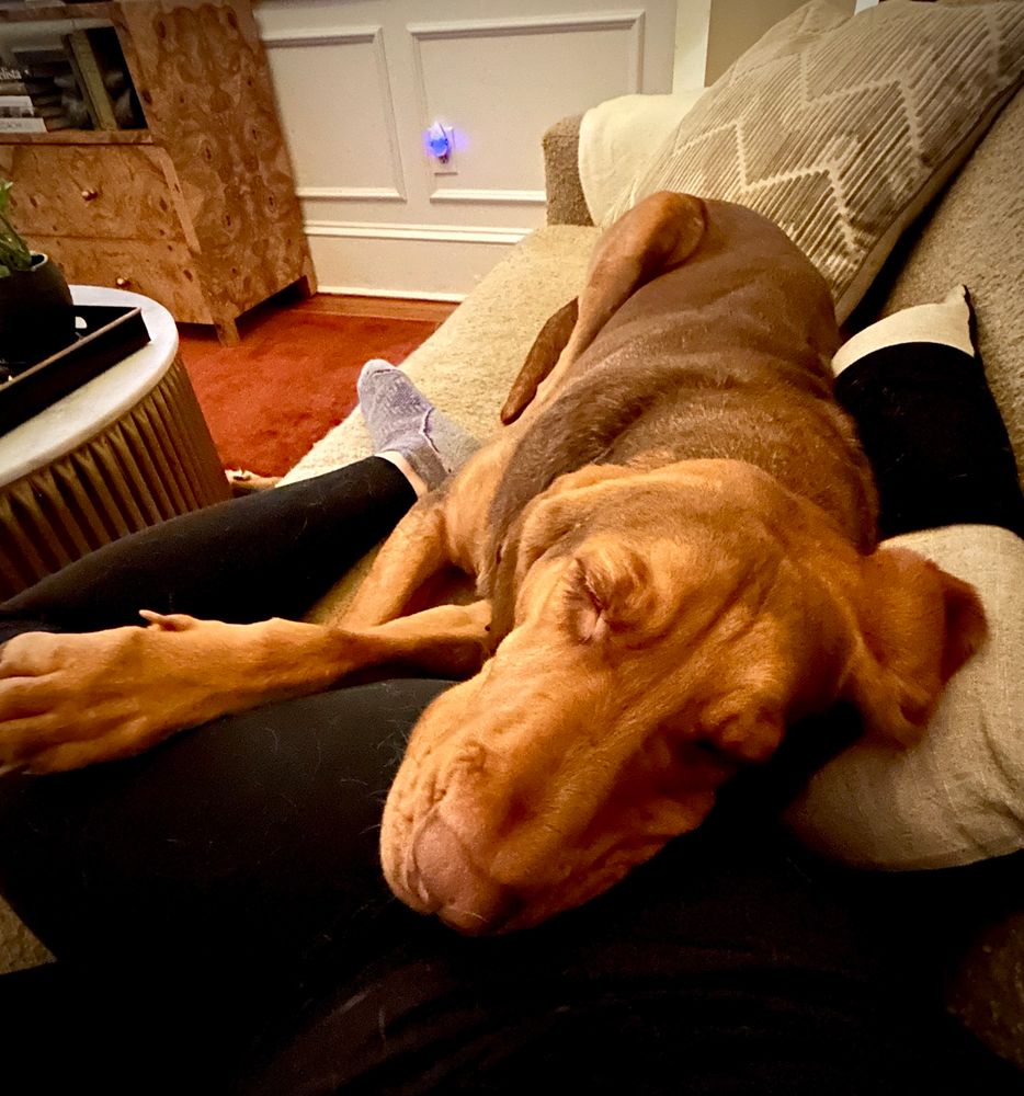 A gorgeous brown Bloodhound is stretched out on a couch with her head on a woman’s leg. Her eyes are closed and her right paw is extended. She sleeps.