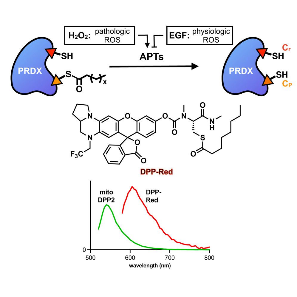 Cell Chemical Biology (@cp-cellchembiol.bsky.social) — Bluesky