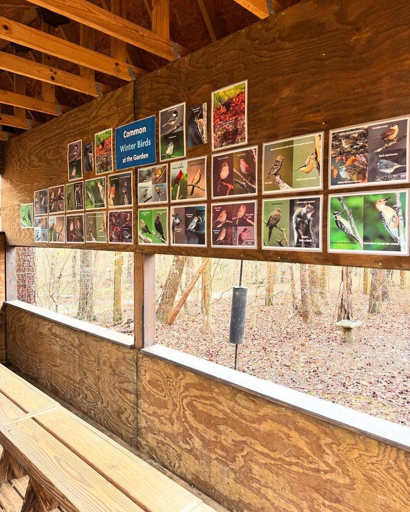 Photos to common winter birds at the garden posted to the inside of a bird blind, which has seats in front of feeders that enable people to watch birds without scaring them off.