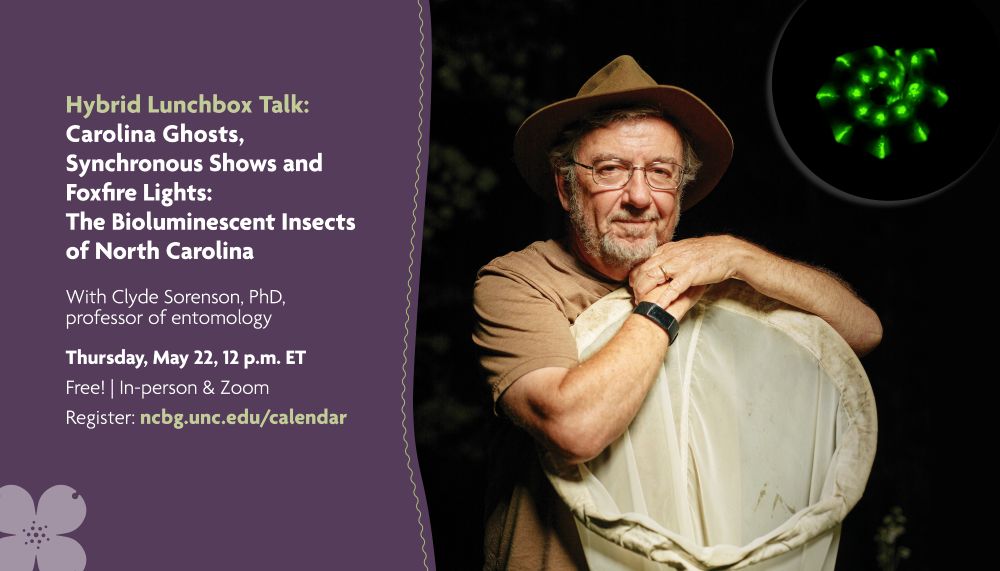 Hybrid Lunchbox Talk: Carolina Ghosts, Synchronous Shows and Foxfire Lights: The Bioluminescent Insects of North Carolina. Image is of Clyde Sorenson with an insect net at night and an inset of a glowing insect. Thursday, May 12, 12 p.m. ET.
