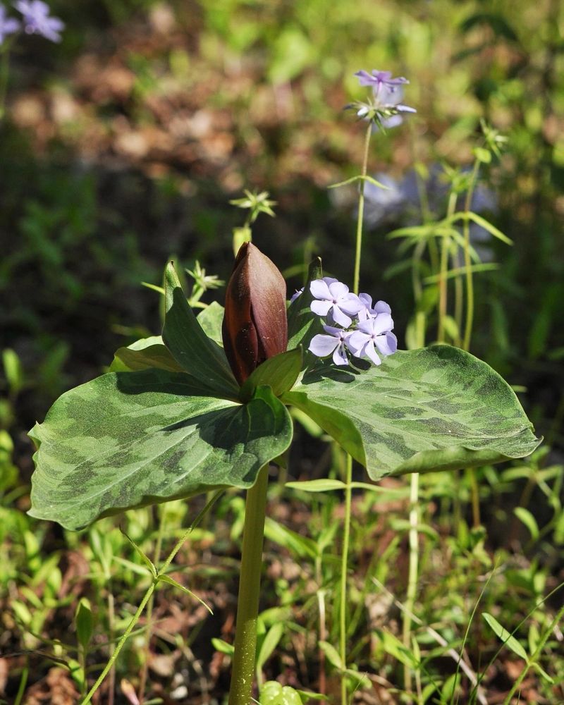 Little sweet Betsy and eastern blue phlox