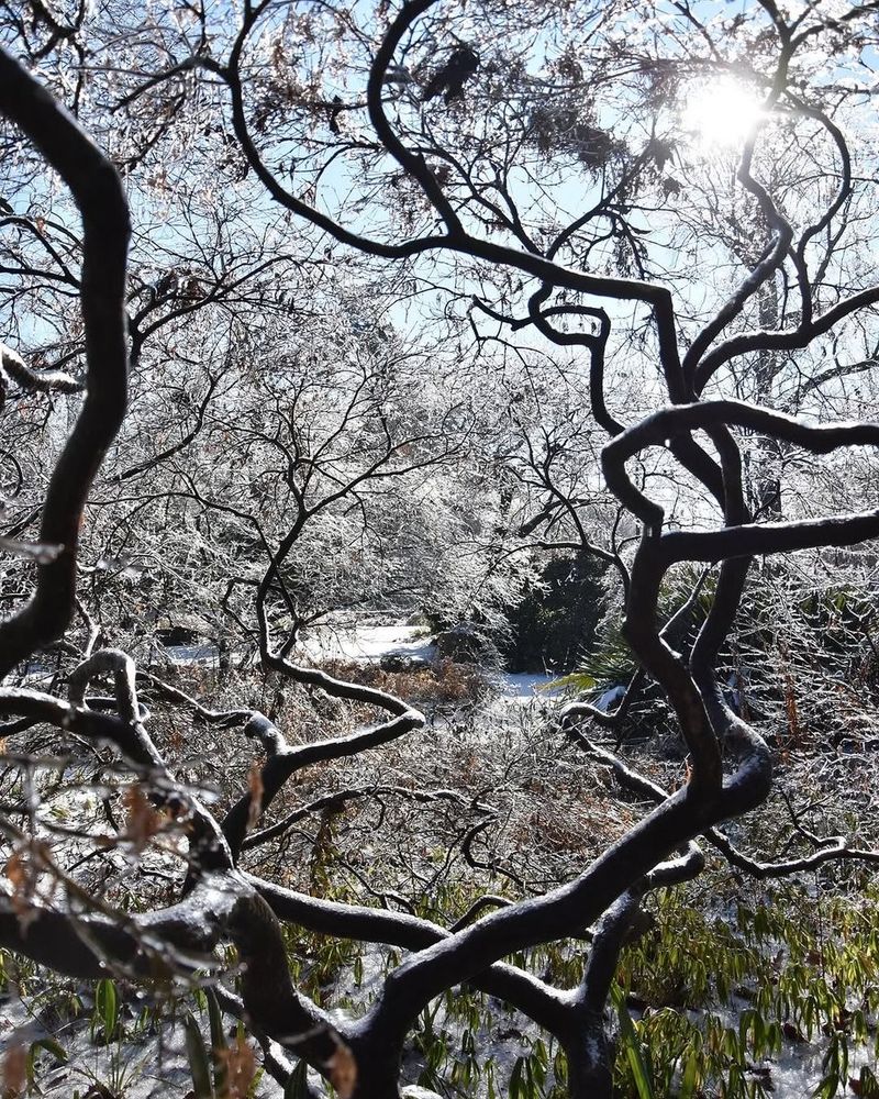 Looking through the angled, frost-covered branches of a Japanese maple into more frost-covered trees and shrubs