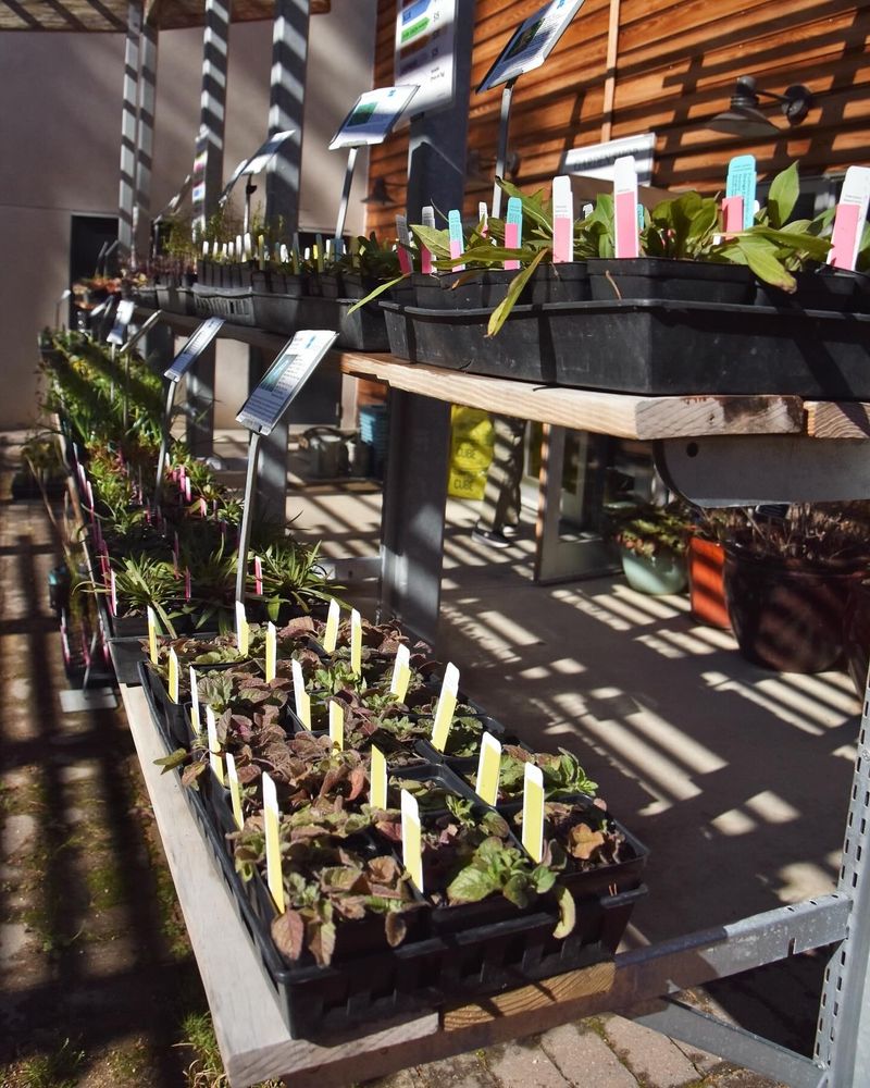 Rows of southeastern native plants in containers in our daily plant sale area