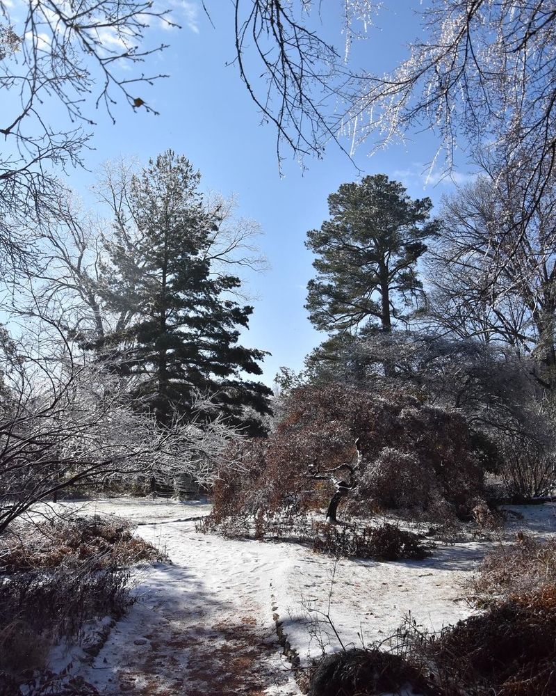 A light covering of snow and ice on the paths and tree limbs, including a Japanese maple and several conifers.