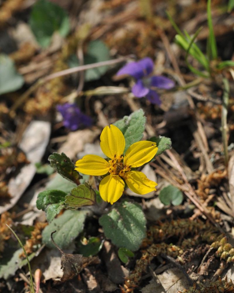 Green and gold with violets in the background
