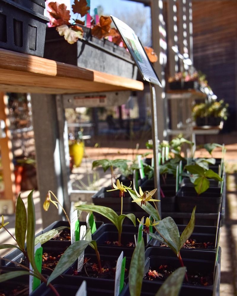 Trout lilies in bloom in our daily plant sale