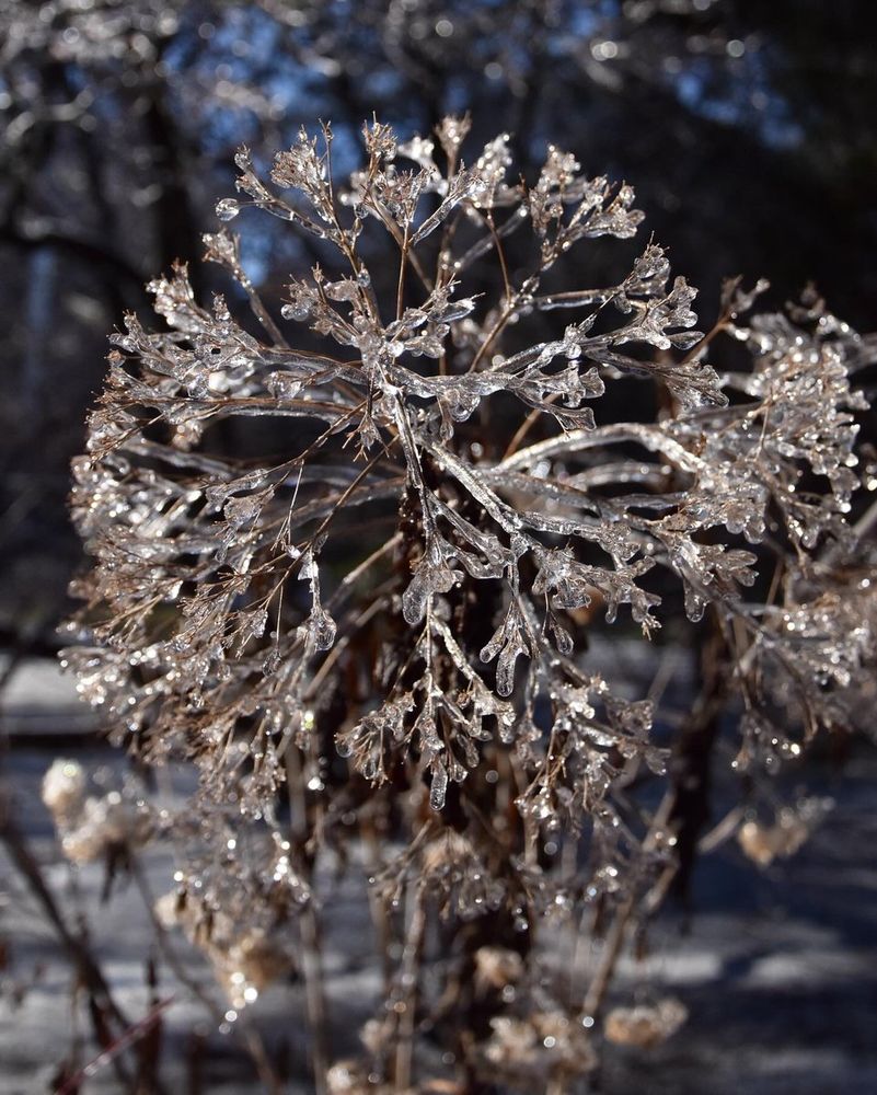 Last season's perennial stalks encased in ice. This looks like a Joe-Pye weed, though it's hard to tell!