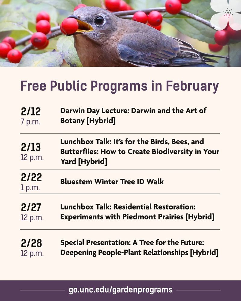 Free public programs in February: Darwin Day lecture on 2/12 and a Lunchbox Talk about creating biodiversity in your yard on 2/13 are first up. See the full listing at go.unc.edu/gardenprograms. Image is a bluebird eating a winterberry fruit.