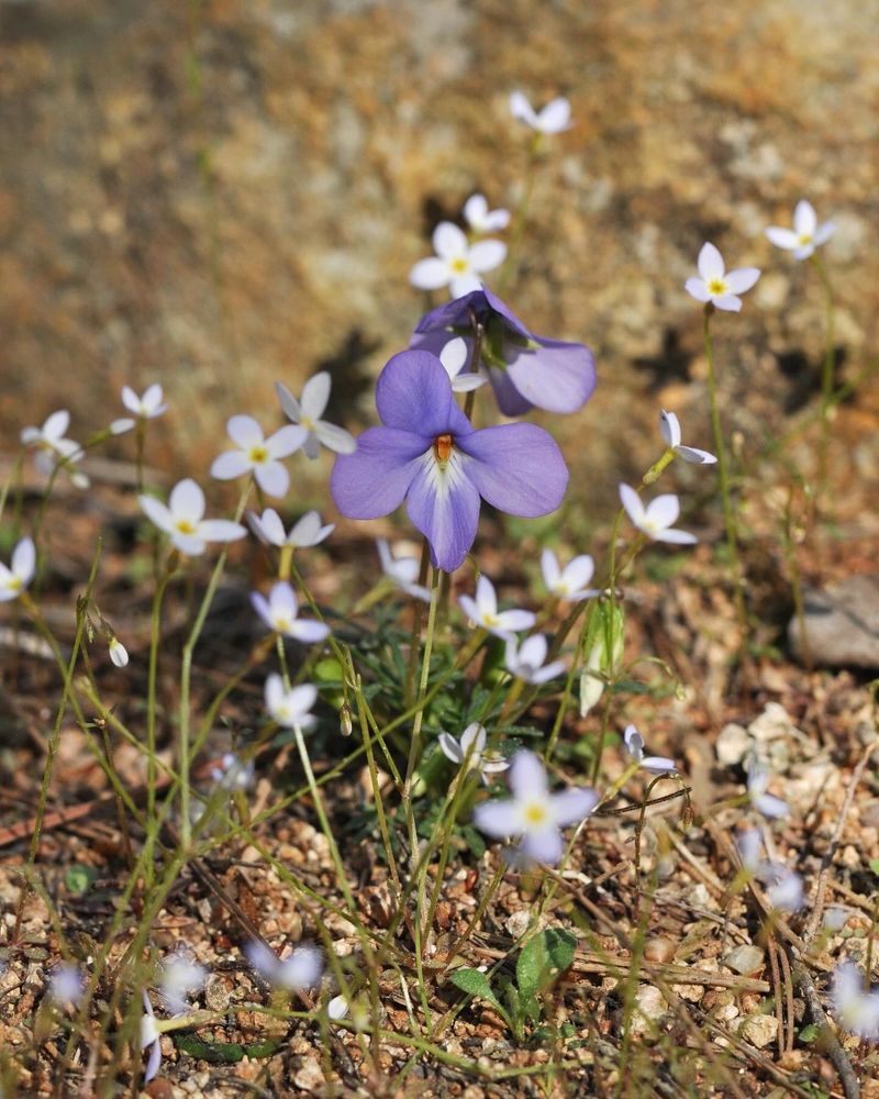 Bird’s foot violet and bluets