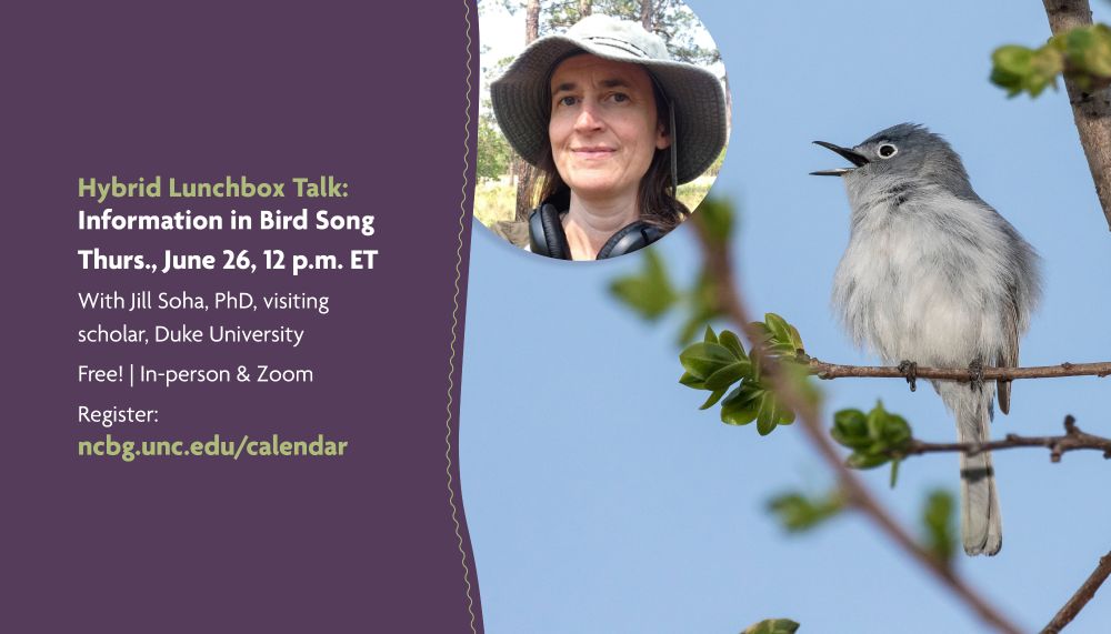 A blue-gray gnatcatcher sings on a branch against a blue sky. Inset photo: Jill Soha outdoors wearing a hat with headphones around her neck. Text repeats post info.