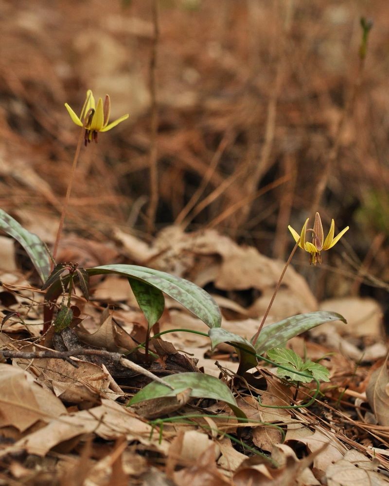 Two trout lilies from the side, showing how bare and brown the landscape around them is