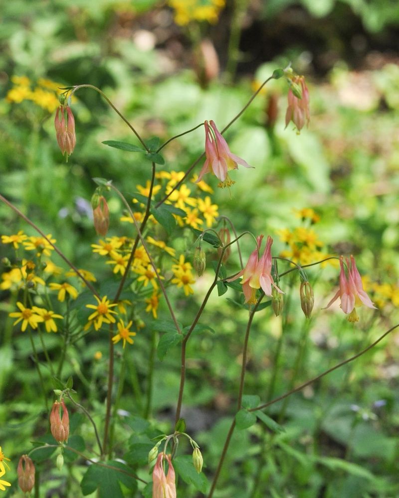 Eastern red columbine and golden ragwort