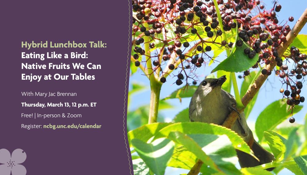 A gray catbird eating elderberry fruits. Hybrid Lunchbox Talk: Eating Like a Bird: Native Fruits We Can Enjoy at Our Tables. With Mary Jac Brennan. Thursday, March 13, 12 p.m. ET.