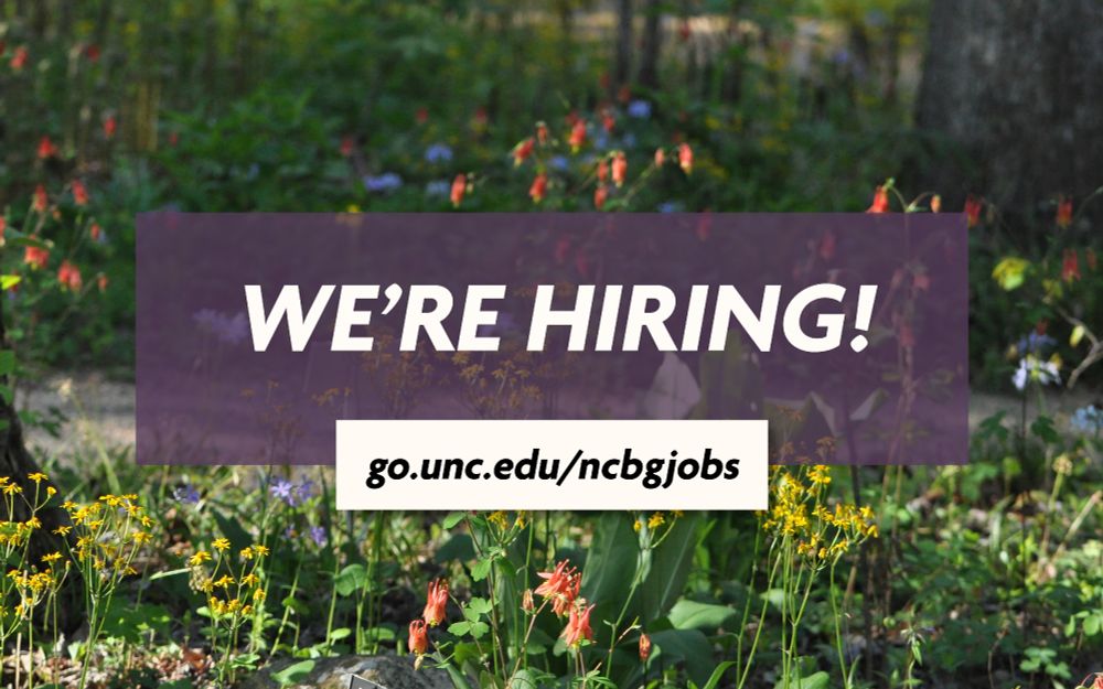 We're hiring! go.unc.edu/ncbgjobs. Background is our mountain habitat in spring, with columbine, golden ragwort, and phlox blooming.