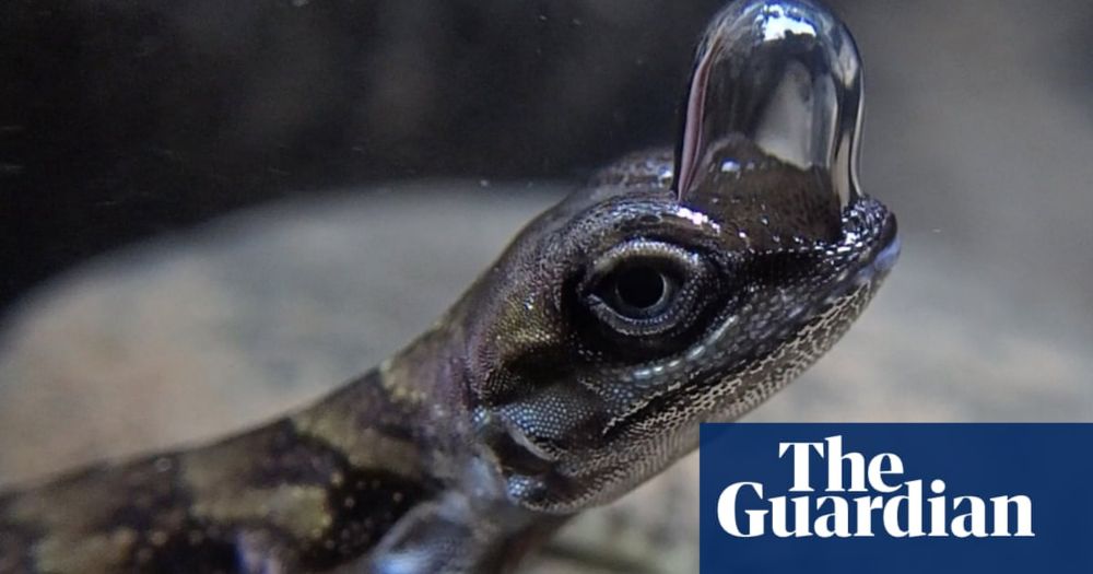 Lizards use nostril bubbles to breathe underwater and evade predators, researchers find