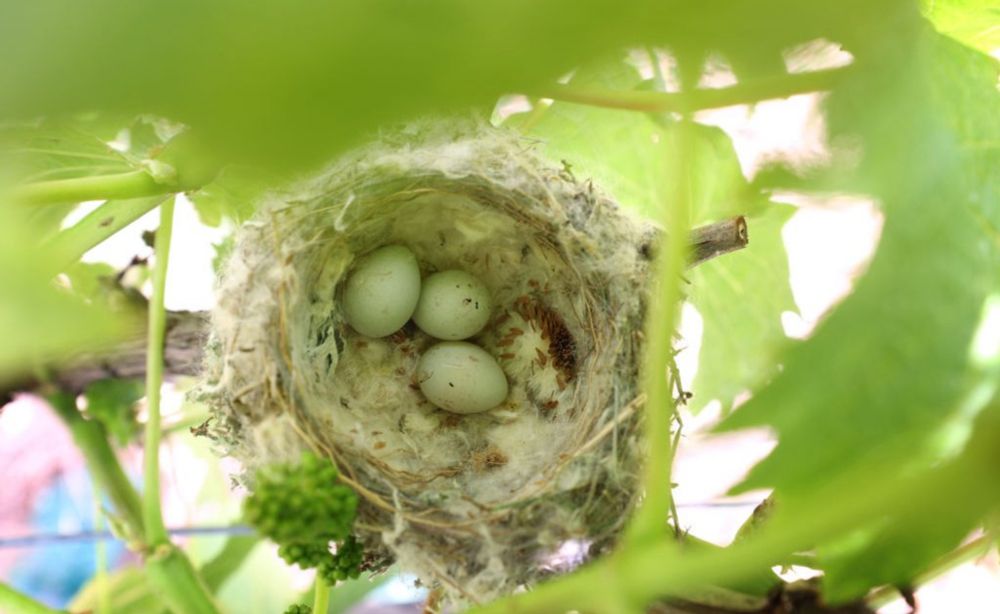 Climate Change’s Profound Effects on Eggs