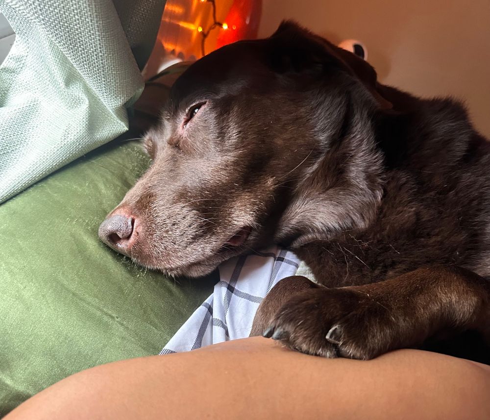 nasa the chocolate being emo and eepy with his paw on my arm