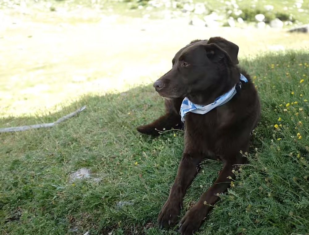 Nasa the chocolate lab wearing a blue bandana staring off into the distance while laying on grass
