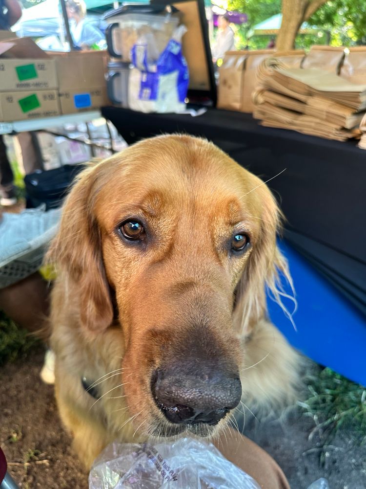 sammy the golden retriever 