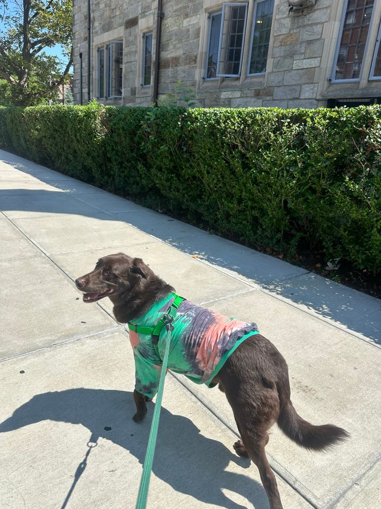 nasa the chocolate lab in his tie dye pajamas
walking happily on the streets 