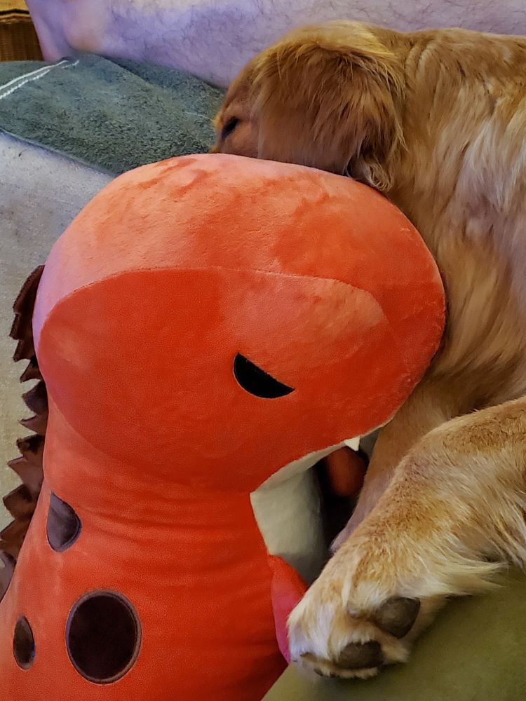 Photo of a golden retriever snuggling a pink stuffed t rex with a grumpy expression.
