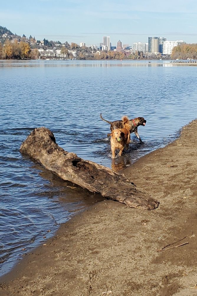 Photo of the same golden retriever and the dark colored dog, this time both of them wading in the water just beyond a big log on the shore. The angle is the same so the river and cityline are also in this photo. 
