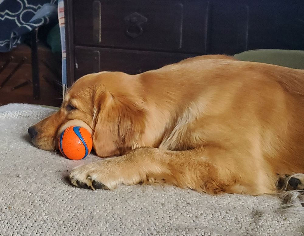 Photo of the front half of a golden retriever, viewed from the side. She is lying down, her eyes are open, and she looks quite forlorn, a stance somewhat belied by the orange tennis ball shoved up against her cheek. 