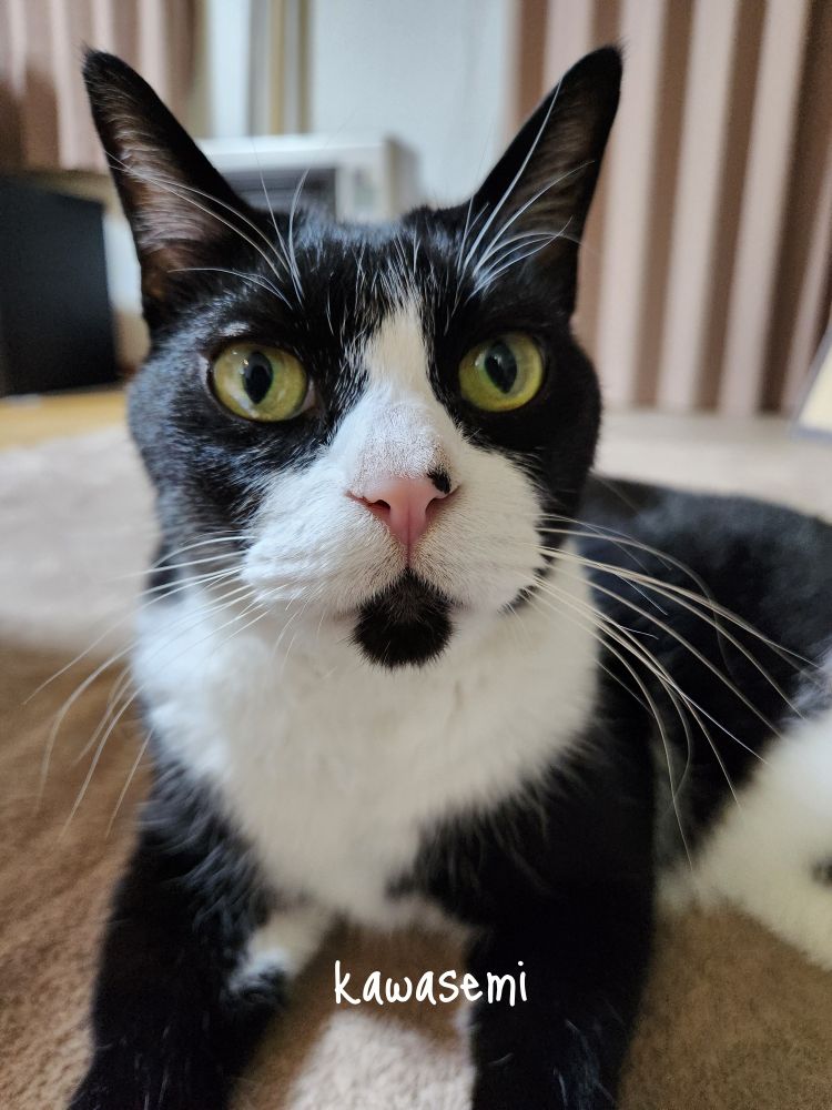 おすまし顔のはっち😼