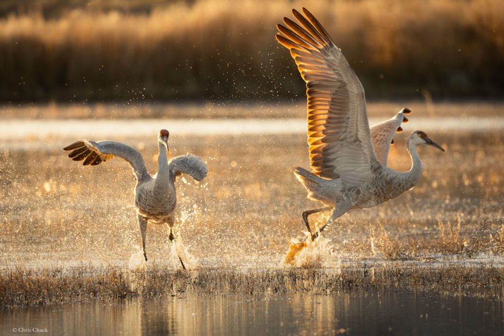 Sandhill Cranes
