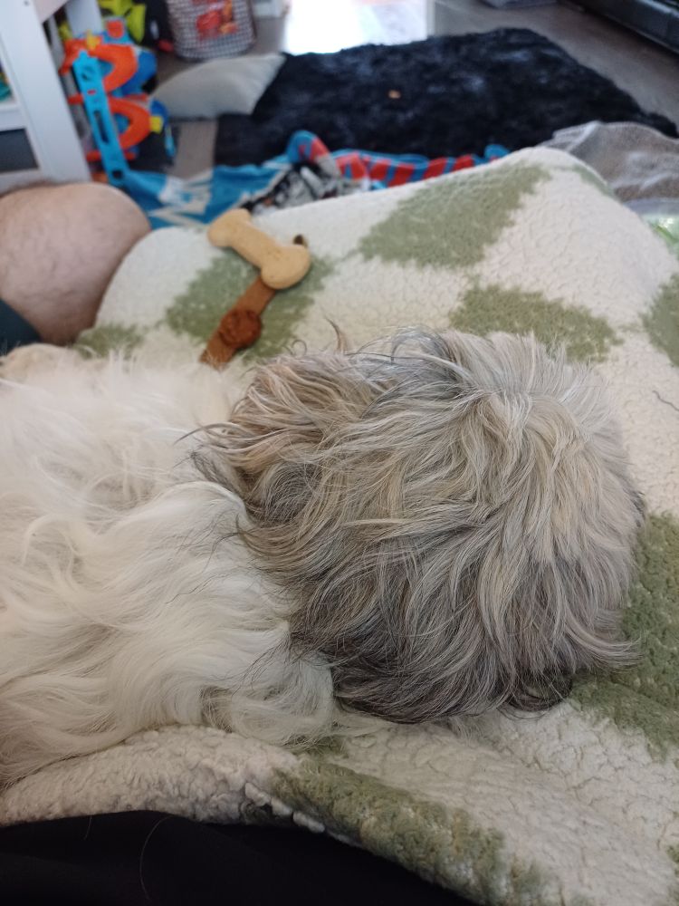 The fluffy back of lola as she lays on my lap on the couch next to a stack of treats