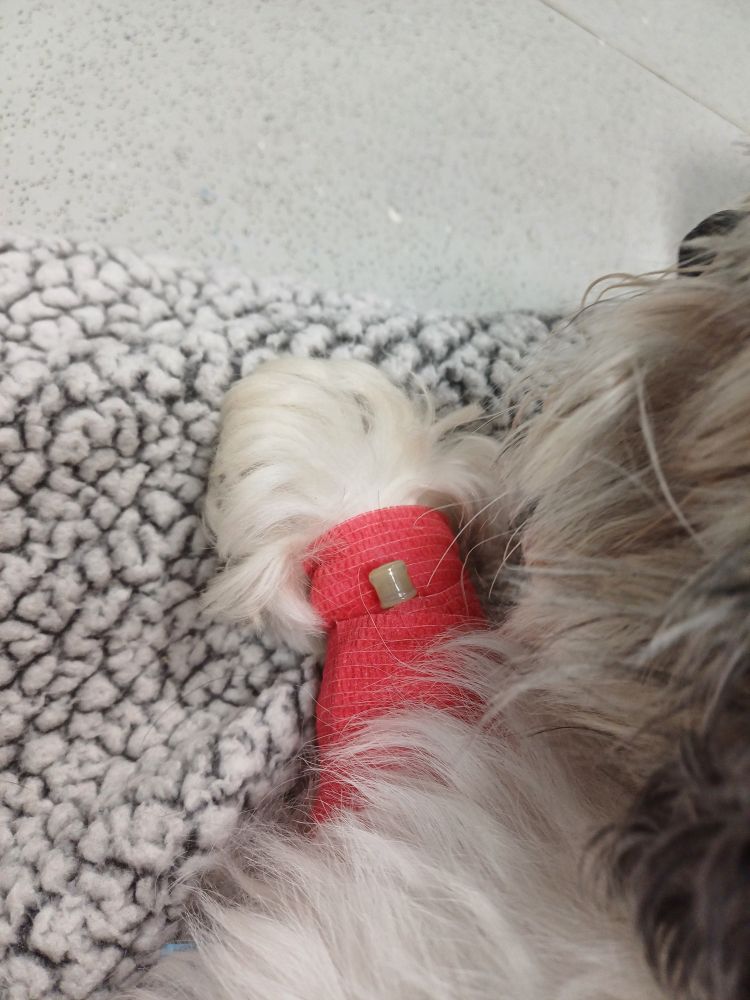 Lola's little fluffy paw with an IV band around it