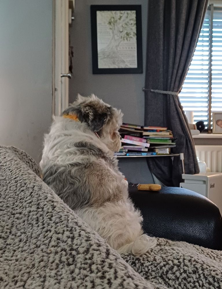 Lola sitting up on the edge of the couch like a guy watching the big game 