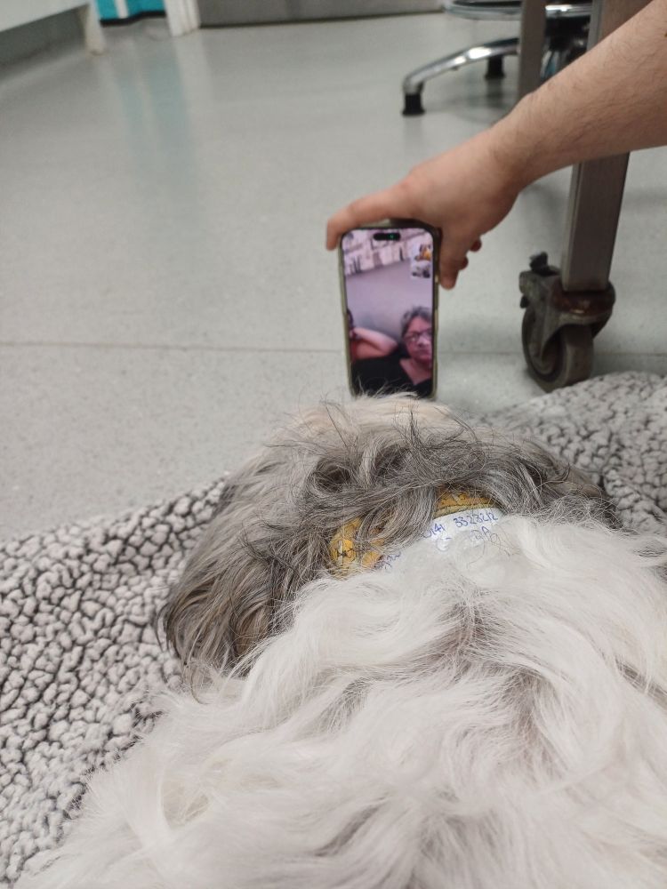Sleepy Lola on facetime with the fam at the vet